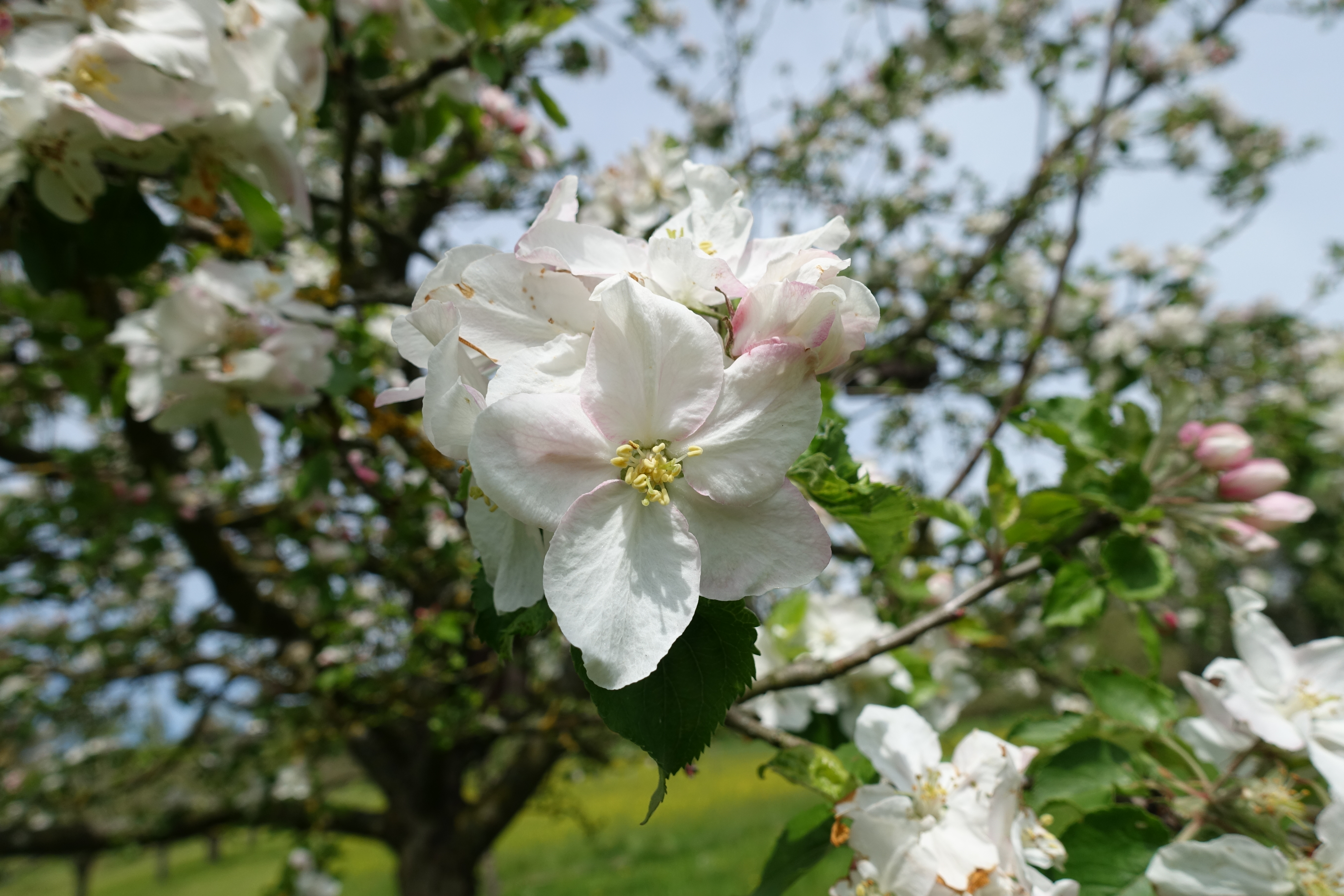 Apfelblüte